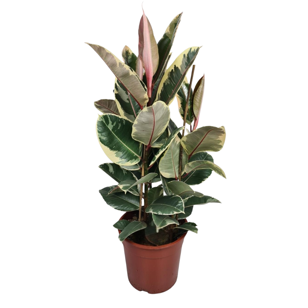 Ficus Elastica Tineke in bruine plastic pot, volledig zichtbaar met bonte bladeren in groen, crème en roze tinten.