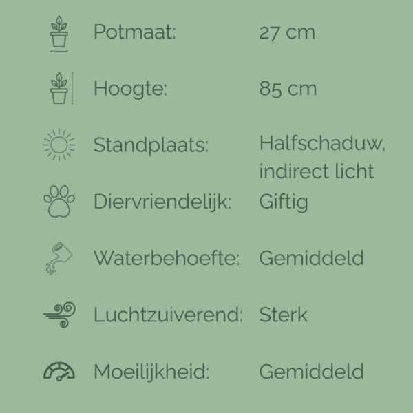 Verzorgingsfiche van de Ficus Elastica Tineke met pictogrammen voor lichtbehoefte, watergift, luchtzuivering en giftigheid.
