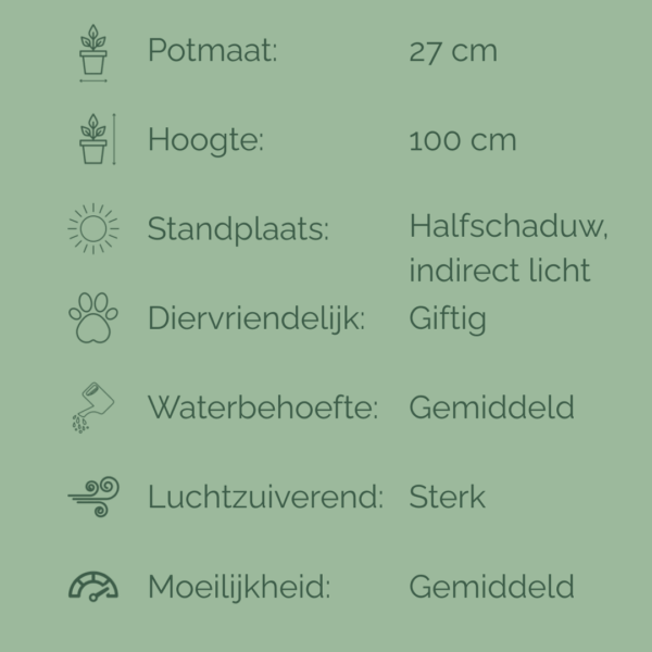 Verzorgingsfiche van de Ficus Elastica Tineke met potmaat 27 cm en hoogte 100 cm, inclusief iconen voor lichtbehoefte, watergift, luchtzuivering, giftigheid en verzorgingsniveau.
