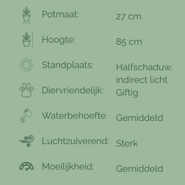 Kenmerkenfiche van de Ficus elastica met iconen en informatie over potmaat, hoogte, standplaats, waterbehoefte, luchtzuiverende werking, giftigheid en verzorgingsniveau.
