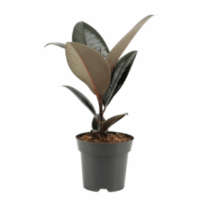 Ficus Elastica Abidjan in zwarte pot met glanzende donkergroene bladeren en subtiele rode randen.