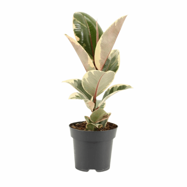 Ficus Elastica Tineke in zwarte pot met bontgekleurde bladeren in groen, crème en roze tinten.