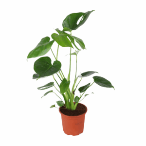Monstera Deliciosa in bruine pot met gespleten bladeren tegen witte achtergrond