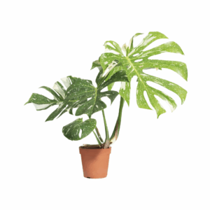 Monstera Thai Constellation met geel-groene variegatie in bruine pot