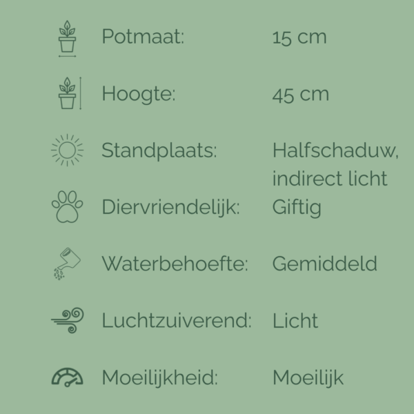 Informatieve kaart van Monstera Thai Constellation met potmaat, hoogte en verzorgingstips