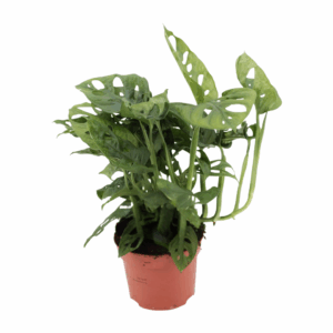 Een Monstera Monkey plant in een bruine plastic pot, met kenmerkende gaten in de bladeren.