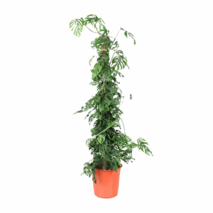 Monstera Monkey plant met geperforeerde bladeren, geplaatst in een oranje pot en ondersteund door een klimsteun.