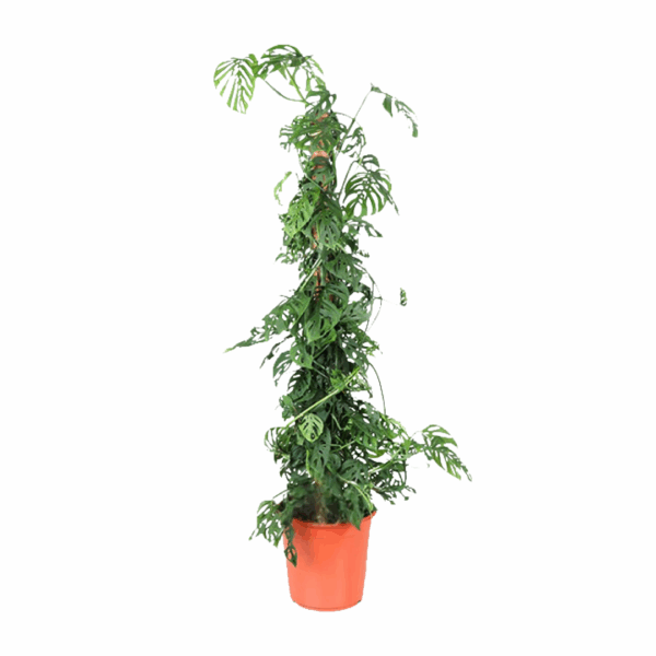 Monstera Monkey plant met geperforeerde bladeren, geplaatst in een oranje pot en ondersteund door een klimsteun.