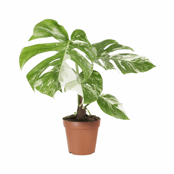 Monstera Deliciosa Variegata met witte en groene bladeren in bruine pot tegen witte achtergrond