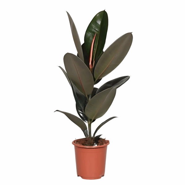 Ficus Elastica Abidjan met grote, glanzende donkergroene bladeren en een warme rode ondertoon, in een bruine plastic pot.