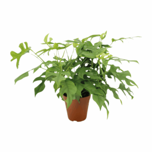 Monstera Minima met gespleten en langwerpige groene bladeren in een bruine plastic pot.