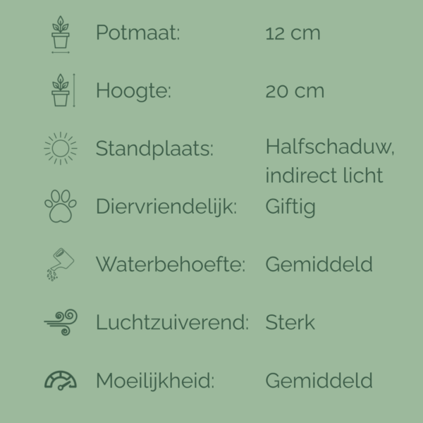 Verzorgingsfiche van Ficus benjamina ‘Kinky’ met potmaat 12 cm en hoogte 20 cm, inclusief iconen en tekst over standplaats, waterbehoefte, luchtzuiverende werking, giftigheid en verzorgingsniveau.