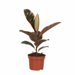 Ficus Elastica Belize in een bruine pot, met grote glanzende bladeren in tinten groen, crème en roze.