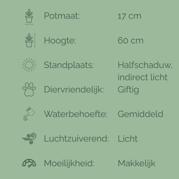 Informatieve kaart van Monstera Deliciosa met potmaat, hoogte en verzorgingstips