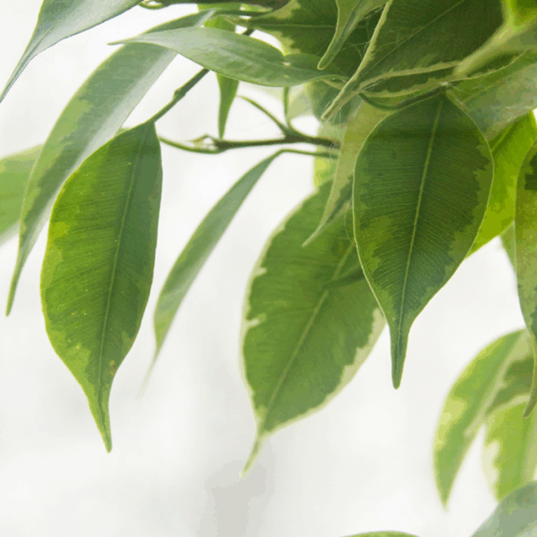 Close-up van de bladeren van Ficus benjamina ‘Kinky’, met sierlijke, puntige bladeren in frisgroen en een subtiele, lichtgele rand — de nerven zijn duidelijk zichtbaar en geven structuur aan het bladoppervlak.