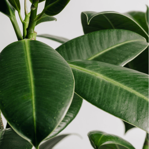 Close-up van glanzende bladeren van de Ficus Elastica Robusta met diepgroene kleur en subtiele rode ondertoon.