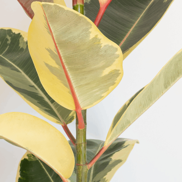 Close-up van de bonte bladeren van de Ficus Elastica Tineke met groene, crème en gele tinten en een opvallende nerfstructuur.