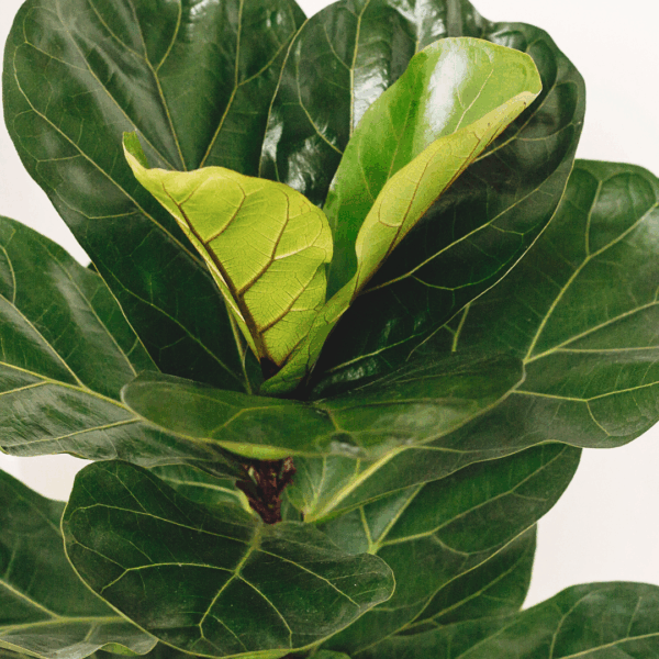 Close-up van een Ficus Lyrata blad met glanzende textuur, diepe nerven en een frisgroene kleur — het blad toont de kenmerkende vioolvorm van deze populaire kamerplant.