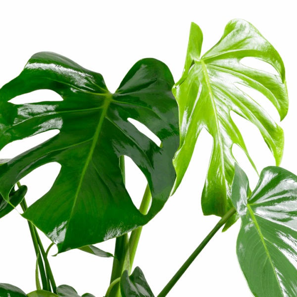 Close-up van geperforeerd Monstera-blad met zonlichtreflectie
