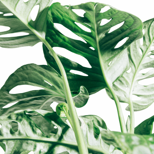 Close-up van een Monstera Monkey blad met opvallende gaten en levendige groene textuur.