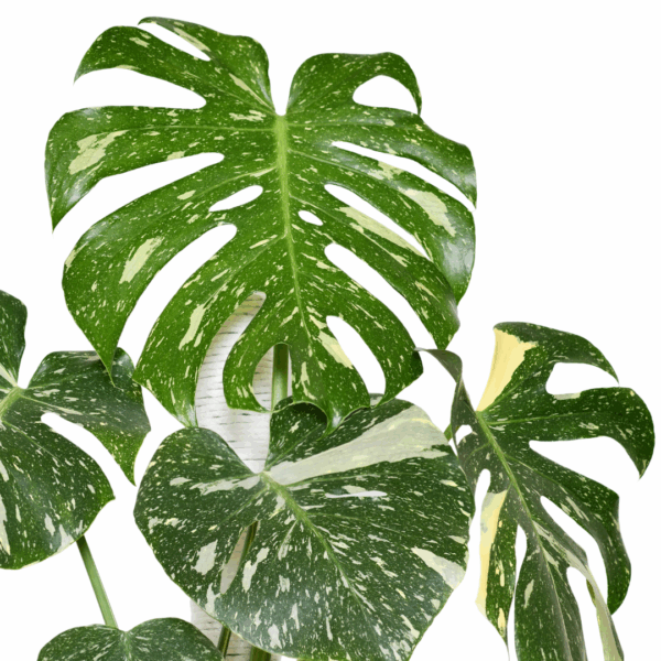 Close-up van geperforeerd Monstera-blad met zonlichtreflectie van de Monstera Thai Constellation