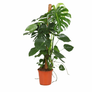 Monstera Deliciosa met mosstok in bruine pot tegen witte achtergrond
