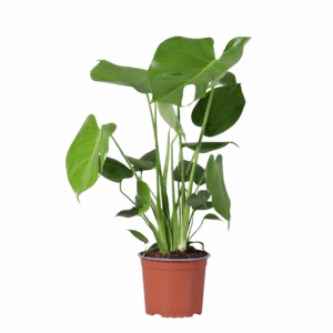 Monstera Deliciosa in bruine pot tegen witte achtergrond