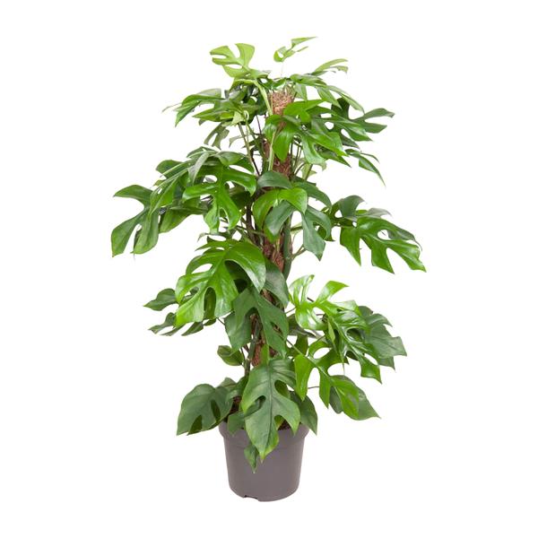 Monstera Minima in pot met centrale steun, groene gespleten bladeren en compacte groei.