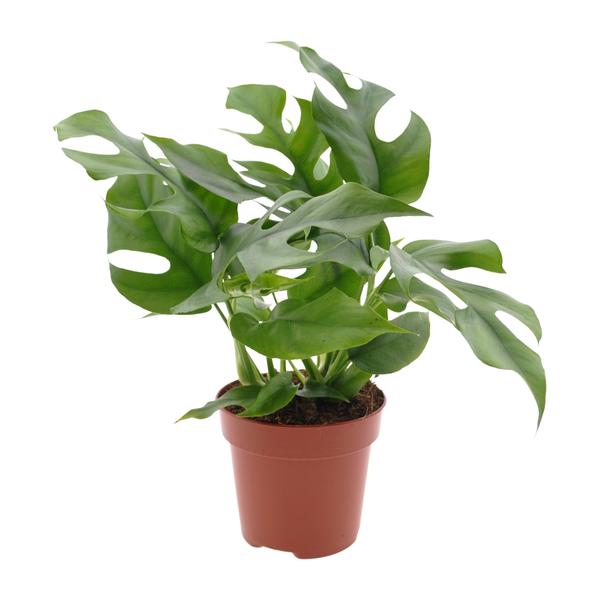 Monstera Minima plant met gespleten groene bladeren in een bruine plastic pot.