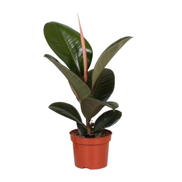Ficus elastica met grote, glanzende donkergroene bladeren en een nieuw blad in rode schutkleur, in een kleine bruine plastic pot.