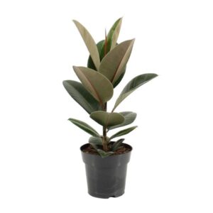 Ficus elastica in zwarte plastic pot met grote, glanzende donkergroene bladeren en een subtiele rode nerf.