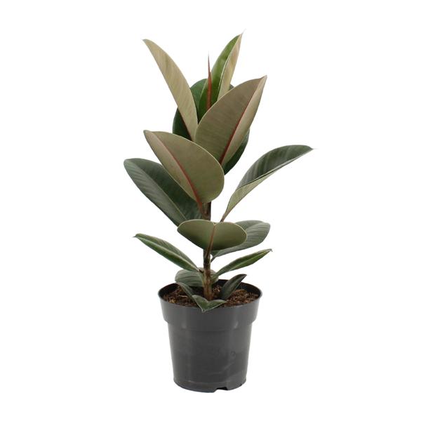 Ficus elastica in zwarte plastic pot met grote, glanzende donkergroene bladeren en een subtiele rode nerf.