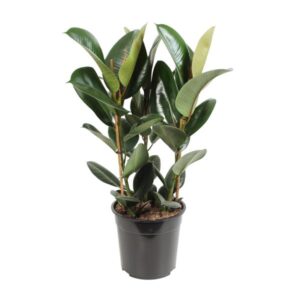 Ficus elastica in zwarte plastic pot met grote, glanzende donkergroene bladeren en een nieuw blad in lichtere tint.