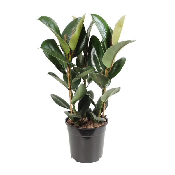 Ficus elastica in zwarte plastic pot met grote, glanzende donkergroene bladeren en een nieuw blad in lichtere tint.