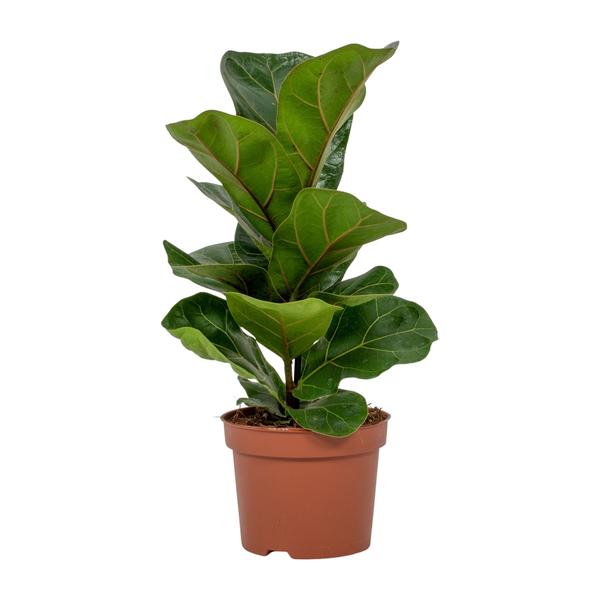 Ficus Lyrata in een bruine pot, met grote glanzende bladeren in donkergroen en opvallende nerven — een populaire kamerplant met een elegante uitstraling.