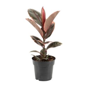 Close-up van een Ficus Elastica Belize blad met glanzende textuur, donkergroene kleur en een opvallende roodachtige nerf.