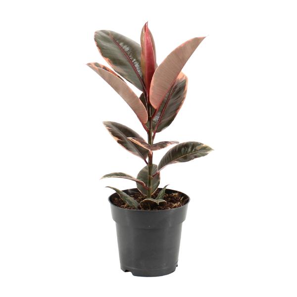 Close-up van een Ficus Elastica Belize blad met glanzende textuur, donkergroene kleur en een opvallende roodachtige nerf.