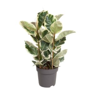 Ficus Elastica Tineke van 100 cm hoog in een pot van 27 cm, met bonte bladeren in groen, crème en roze tinten, volledig zichtbaar tegen een neutrale achtergrond.