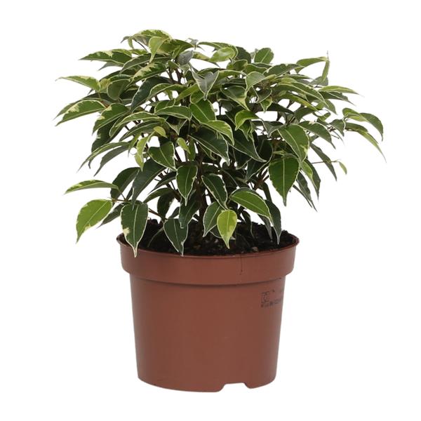 Ficus benjamina ‘Kinky’ in een bruine kunststof pot, met sierlijke, licht gekrulde bladeren in groen met witte rand — een compacte, decoratieve kamerplant.