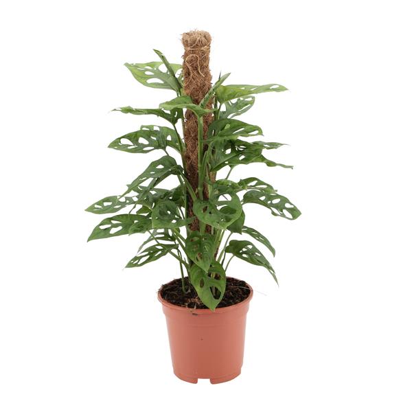 Monstera Monkey plant met groene bladeren vol gaten, geplaatst in een pot met een natuurlijke klimsteun.