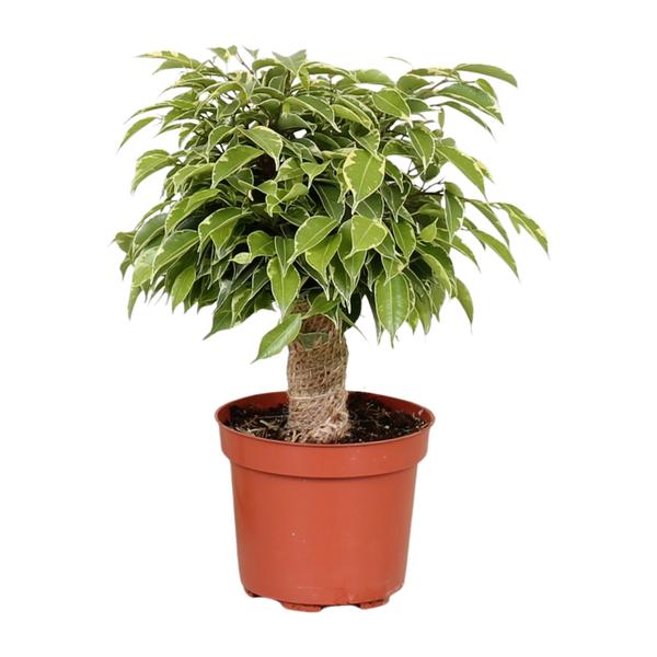Ficus benjamina met gebonden stam in een bruine kunststof pot, met glanzende, puntige bladeren in frisgroen en een lichte rand — een compacte kamerplant met een nette, samengebonden stamstructuur.
