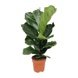 Ficus Lyrata van 75 cm hoog in een bruine plastic pot van 17 cm, met grote donkergroene bladeren en een rechtopstaande groeiwijze — gefotografeerd tegen een neutrale achtergrond.