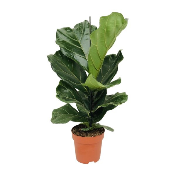 Ficus Lyrata van 75 cm hoog in een bruine plastic pot van 17 cm, met grote donkergroene bladeren en een rechtopstaande groeiwijze — gefotografeerd tegen een neutrale achtergrond.