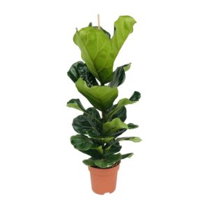 Ficus Lyrata van 100 cm hoog in een pot van 21 cm, met grote donkergroene bladeren en een rechtopstaande groeiwijze, ondersteund door een houten stok — gefotografeerd tegen een neutrale achtergrond.