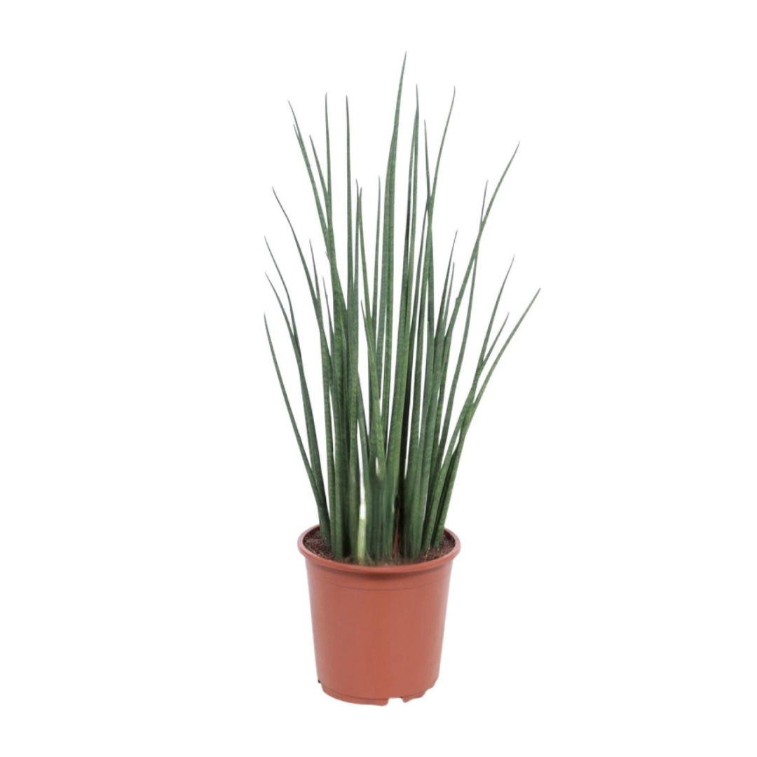 Sansevieria Mikado in een bruine pot van 19 cm, met lange, cilindervormige groene bladeren die recht omhoog groeien.