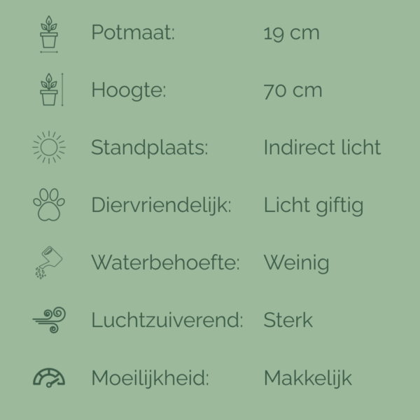Verzorgingsfiche van Sansevieria Mikado met potmaat 19 cm en hoogte 70 cm, inclusief iconen voor lichtbehoefte, watergift, luchtzuivering, giftigheid en verzorgingsniveau.