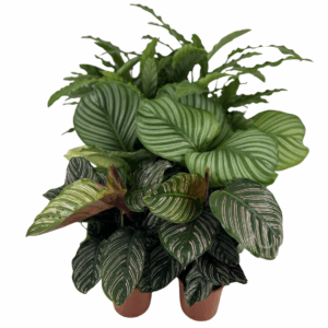 Mix van Calathea planten in potten: 2 Calathea Orbifolia met grote ronde gestreepte bladeren, 2 Calathea Ornata met donkergroene bladeren en roze lijnen, en 2 Calathea Rufibarba met golvende, fluweelachtige bladeren.