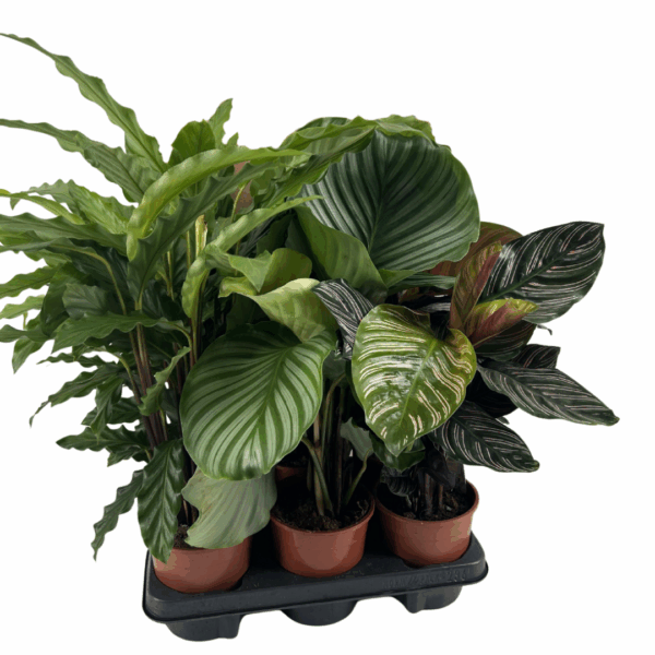Mix van Calathea planten in potten: 2 Calathea Orbifolia met grote ronde gestreepte bladeren, 2 Calathea Ornata met donkergroene bladeren en roze lijnen, en 2 Calathea Rufibarba met golvende, fluweelachtige bladeren.