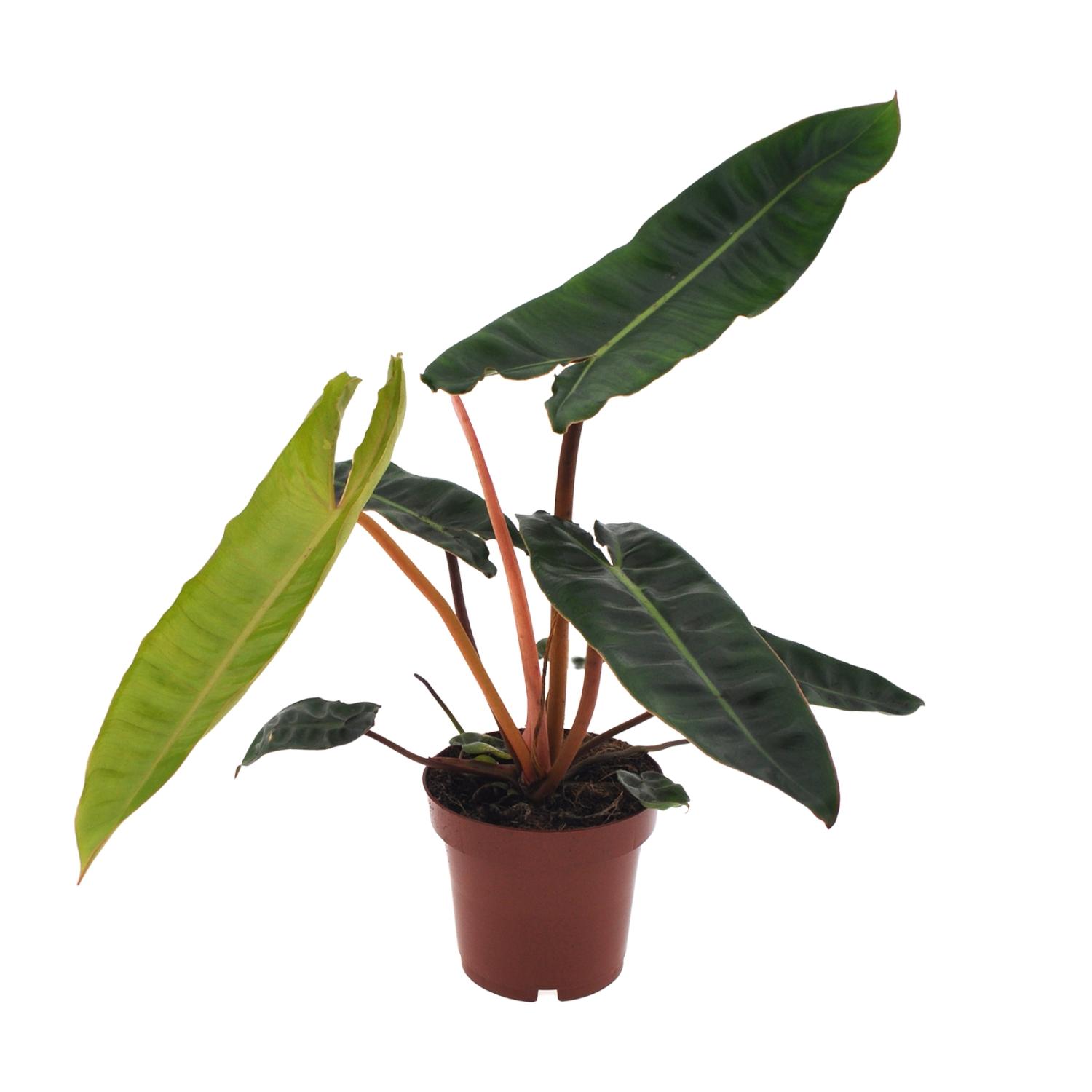 Philodendron Billietiae in bruine pot met langwerpige donkergroene bladeren en opvallende oranje stelen, inclusief jonge lichtgroene bladgroei.