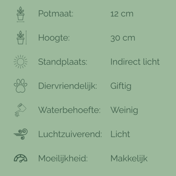 Verzorgingsfiche van de Sansevieria Futura met iconen en plantinformatie zoals potmaat, lichtbehoefte en watergift.